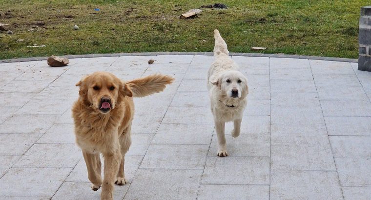 Beautiful Golden Retriever Puppies