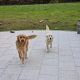 Beautiful Golden Retriever Puppies