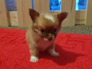 Pure breed mini chihuahua puppys