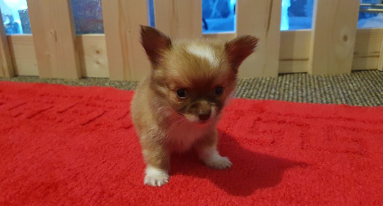 Pure breed mini chihuahua puppys