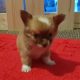 Pure breed mini chihuahua puppys