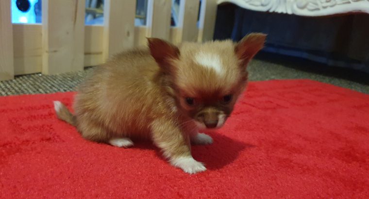 Pure breed mini chihuahua puppys