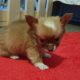 Pure breed mini chihuahua puppys