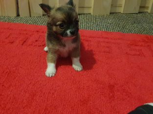 Pure breed mini chihuahua puppys