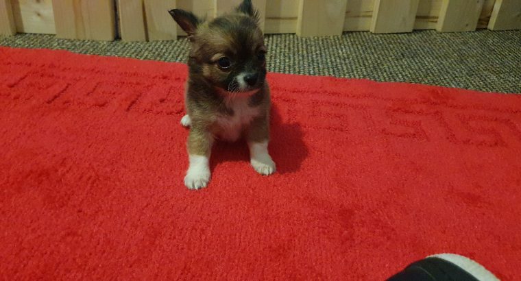 Pure breed mini chihuahua puppys