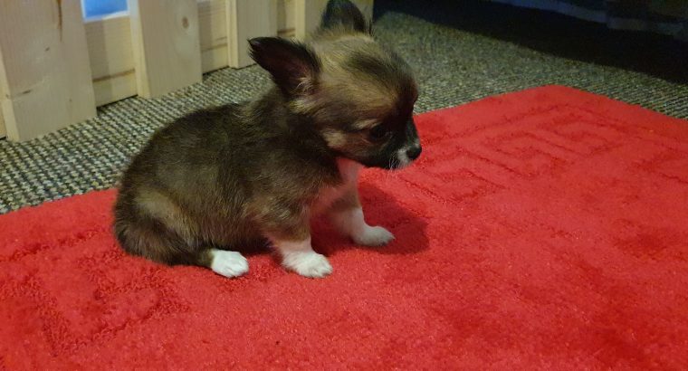 Pure breed mini chihuahua puppys