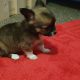 Pure breed mini chihuahua puppys