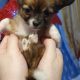 Pure breed mini chihuahua puppys