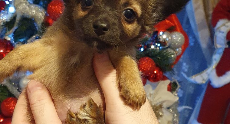 Pure breed mini chihuahua puppys