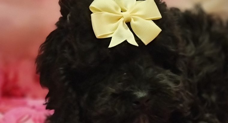 Toy cockapoo