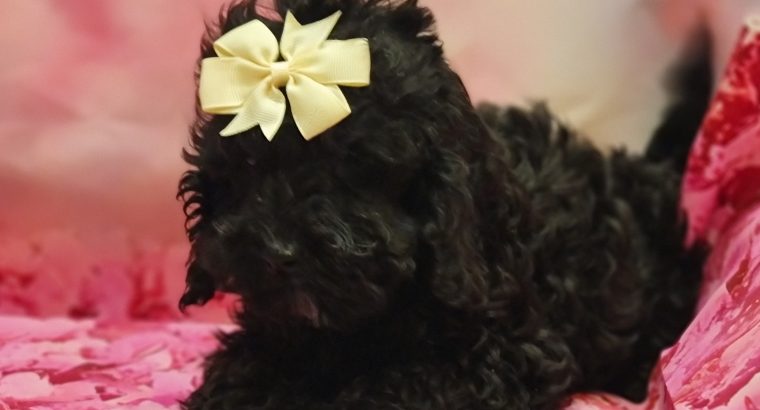 Toy cockapoo