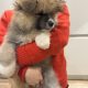 Purebred Akita Inu puppies for sale