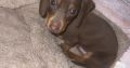 Miniature Dachshund puppies