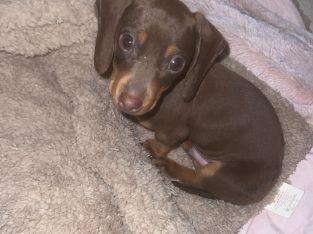 Miniature Dachshund puppies