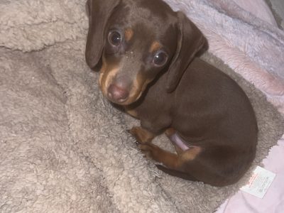 Miniature Dachshund Puppies in Cork – IKC Registered