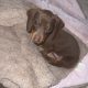 Miniature Dachshund puppies