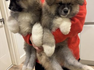 Purebred Akita Inu puppies for sale