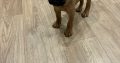 Beautiful bullmastiff puppies for sale