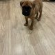 Beautiful bullmastiff puppies for sale