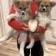 Purebred Akita Inu puppies for sale