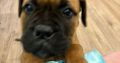 Beautiful bullmastiff puppies for sale