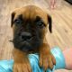 Beautiful bullmastiff puppies for sale