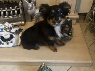 Long haired chihuahua puppy