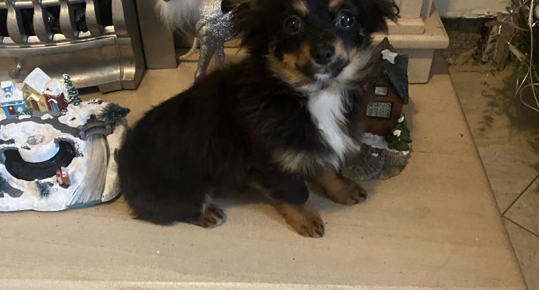 Long haired chihuahua puppy