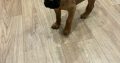 Beautiful bullmastiff puppies for sale