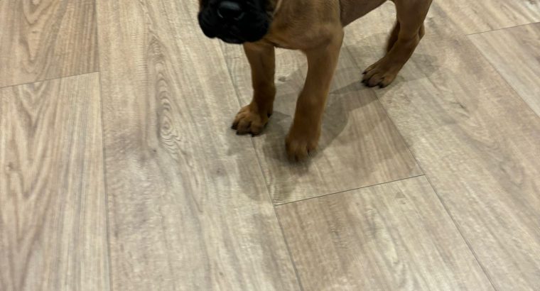 Beautiful bullmastiff puppies for sale