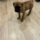 Beautiful bullmastiff puppies for sale