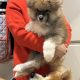 Purebred Akita Inu puppies for sale