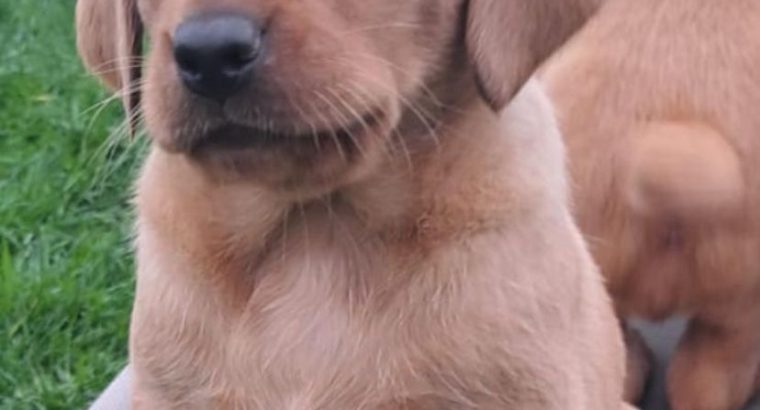 Purebred Fox Red Labrador Puppies