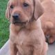 Purebred Fox Red Labrador Puppies