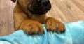 Beautiful bullmastiff puppies for sale