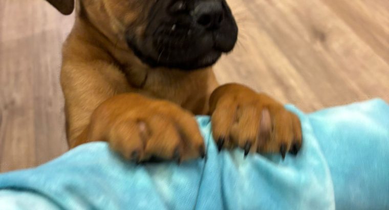 Beautiful bullmastiff puppies for sale