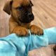 Beautiful bullmastiff puppies for sale