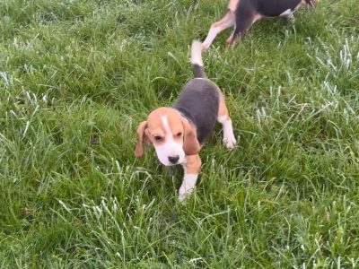 Playful Beagle Puppy for Sale in Loughrea