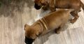 Beautiful bullmastiff puppies for sale