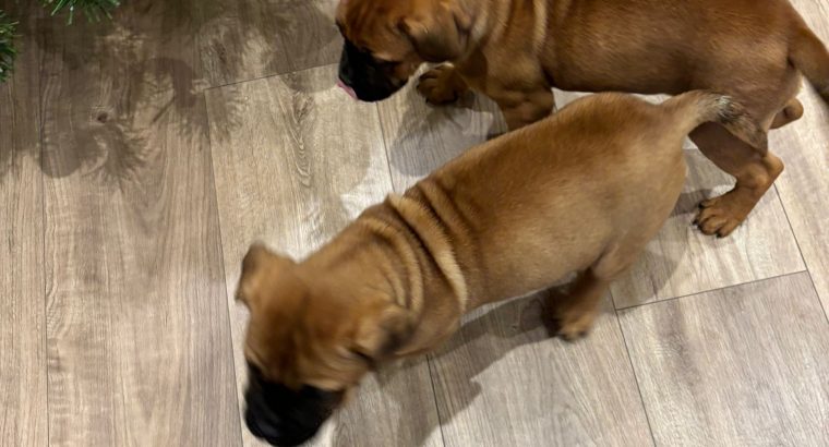 Beautiful bullmastiff puppies for sale