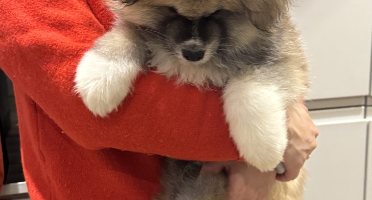 Purebred Akita Inu puppies for sale