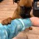 Beautiful bullmastiff puppies for sale