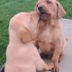 Purebred Fox Red Labrador Puppies