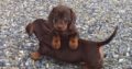 Miniature Dachshund puppies