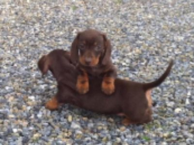 Miniature Dachshund Puppies in Wicklow – Vet Checked