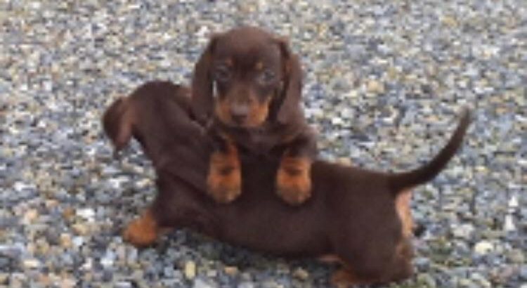 Miniature Dachshund puppies