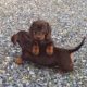 Miniature Dachshund puppies