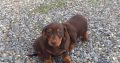 Miniature Dachshund puppies