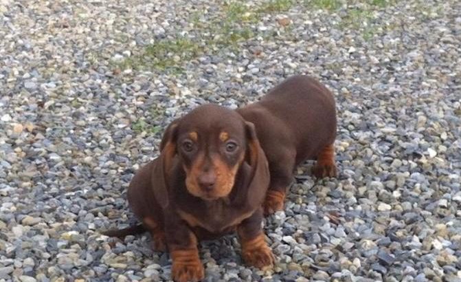 Miniature Dachshund puppies