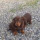 Miniature Dachshund puppies